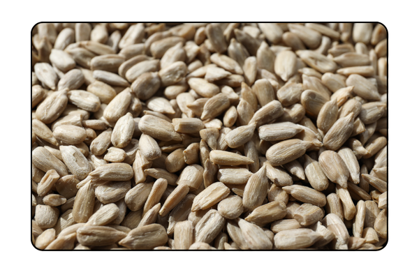 Fennel Seeds